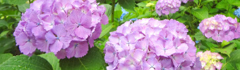 くろばね紫陽花まつり